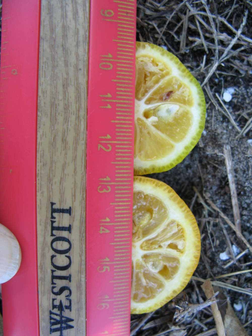              Fruit cross-section (Winter Haven, FL)       